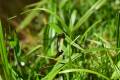 Große Heidelibelle (Sympetrum striolatum) Foto & Bild ... Große Heidelibelle...