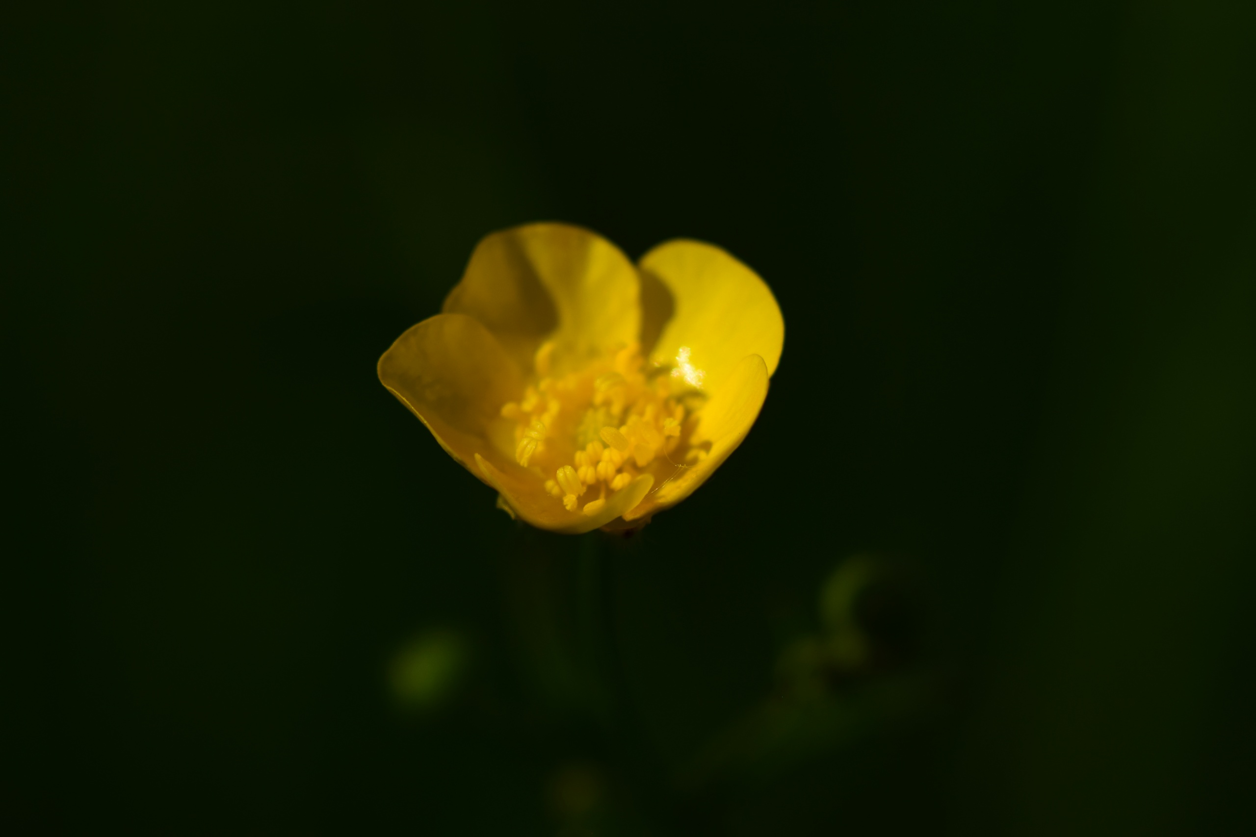 Frühlingsspaziergang in Reichenbach – Mai 2022
