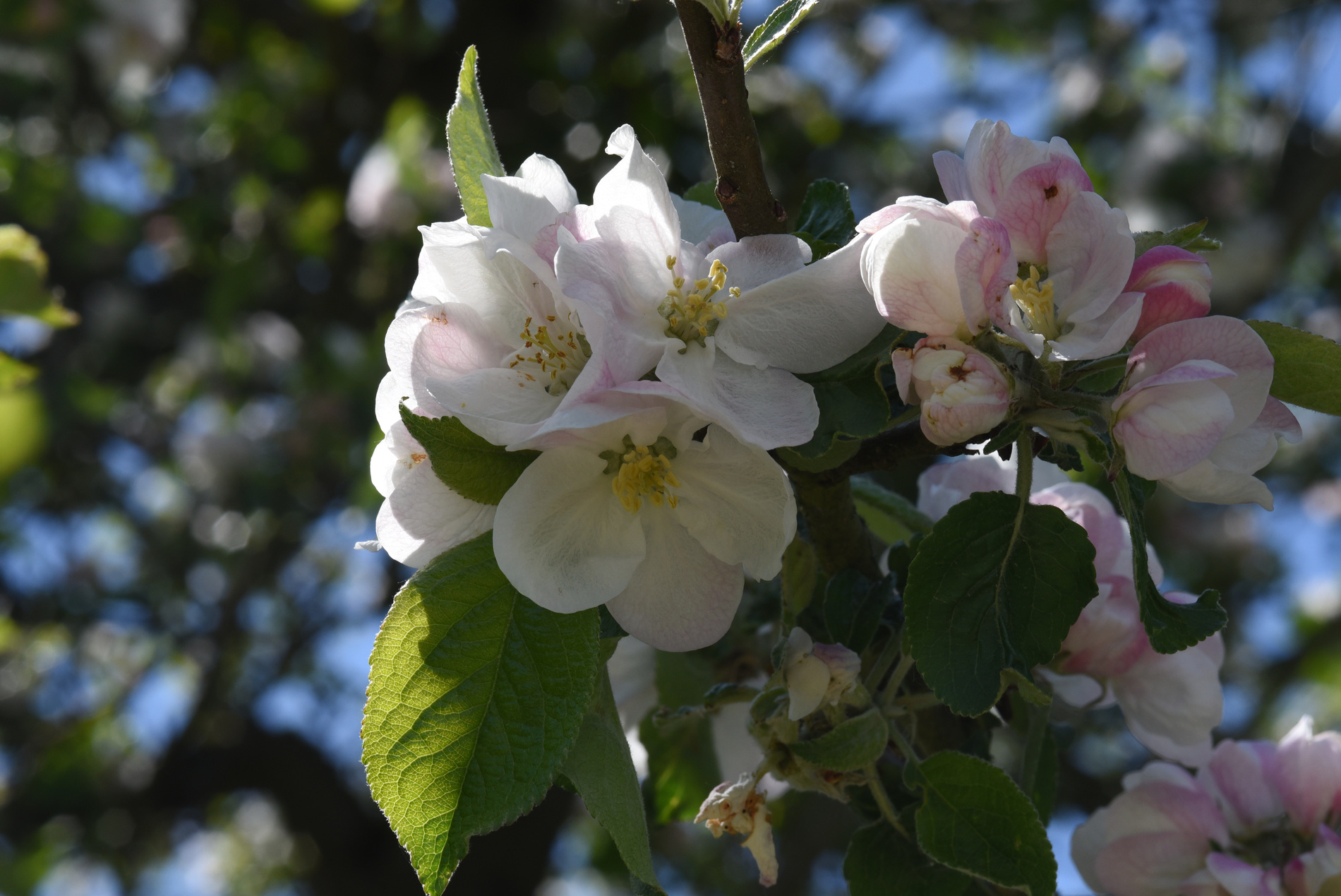 Frühling März / April 2026